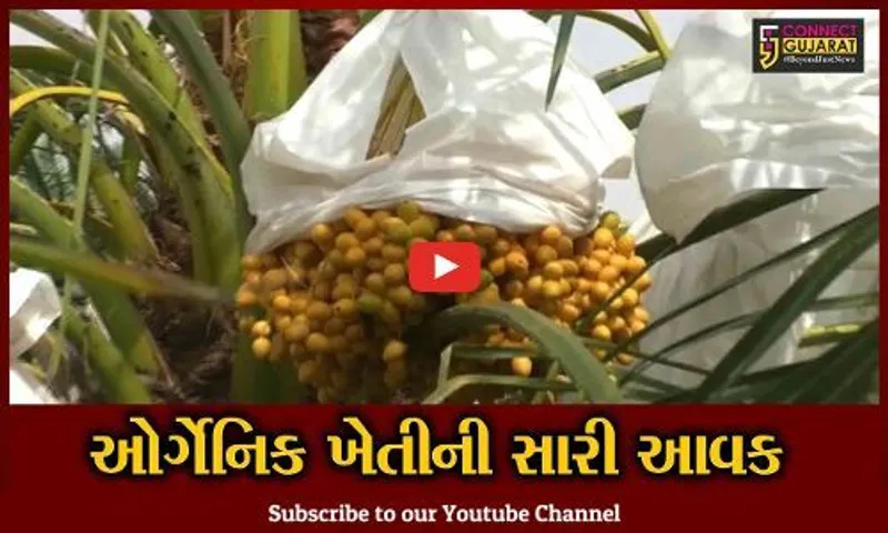 સુરેન્દ્રનગર : મુળીના સડ્લા ગામના ખેડૂતે ખારેકની ઓર્ગેનિક ખેતીથી 15 લાખની આવક મેળવી