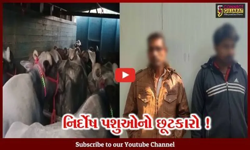 અંકલેશ્વર: કતલના ઈરાદે લઇ જવાતા ૧૪ પશુઓને પોલીસે કરાવ્યા મુક્ત, 2 આરોપીની ધરપકડ