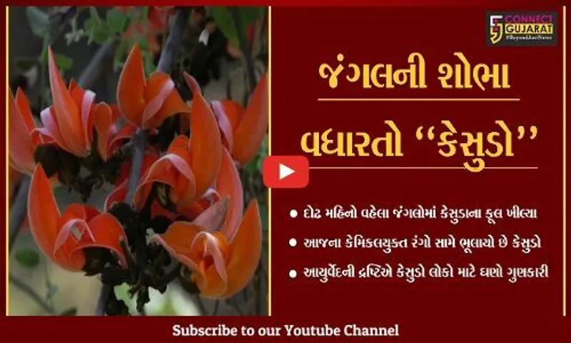 દોઢ મહિનો વહેલા કેસુડાએ જંગલોની શોભા વધારી, ઠેર ઠેર ખીલી ઉઠ્યા કેસુડાના ફૂલ...
