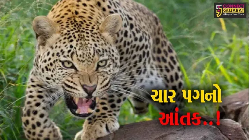 અમરેલી : વાવડી ગામે ખેતરમાં શ્રમિક મહિલા પર દીપડાનો હુમલો, ઇજાગ્રસ્ત મહિલા સારવાર હેઠળ...