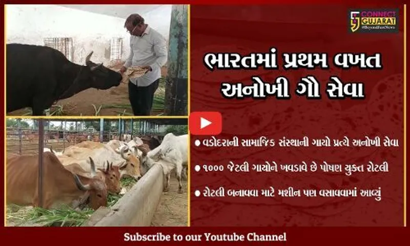 વડોદરા : સામાજિક સંસ્થા દ્વારા ગાયોને રોજ 5 હજાર ઘી-ગોળવાળી પોષણયુક્ત રોટલી ખવડાવવાની શરૂઆત, રોટલી બનાવવા મશીન પણ વસાવ્યું