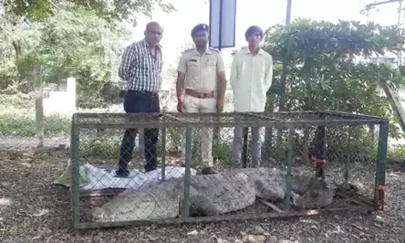 ભરૂચ : આમોદના દેણવા ગામેથી 12 ફૂટ લાંબો મગર પાંજરે પુરાયો, વન વિભાગ અને ગ્રામજનોએ કર્યું હતું રેસ્ક્યુ