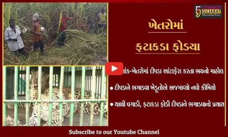 નવસારી:  દીપડાને ભગાડવા ખેડૂતોની મથામણ; ફટાકડા ફોડી દીપડાને ભગાડવાનો પ્રયાસ
