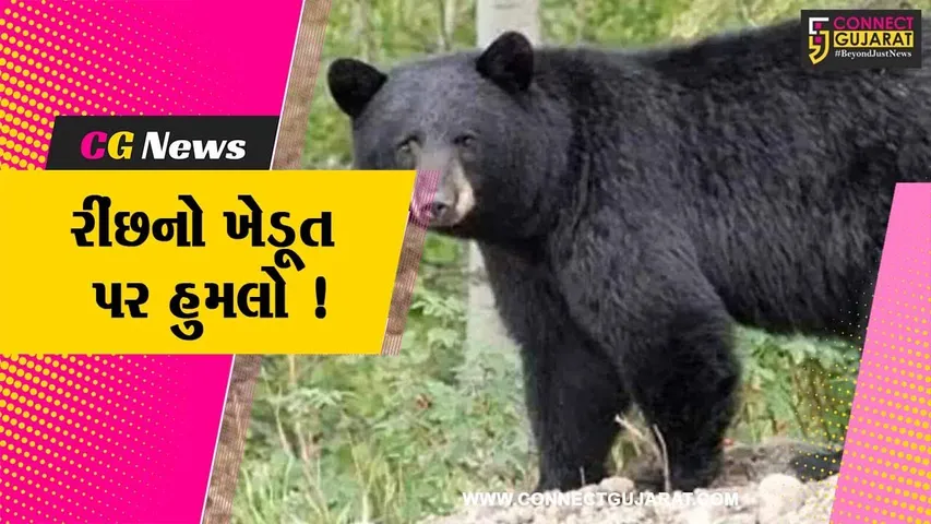 સાબરકાંઠા: વિજયનગરના કણાદરના જંગલ વિસ્તારમાં રીંછે ખેડૂત પર કર્યો હુમલો, ઇજાગ્રસ્ત ખેડૂતને સારવાર અર્થે ખસેડાયા