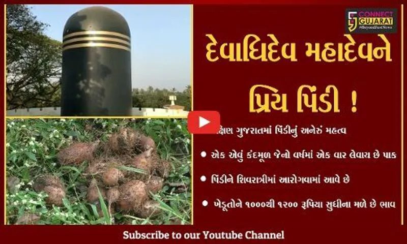 નવસારી- મહાદેવને પ્રિય એવી પિંડીના પાકને બચાવવા ધરતીપુત્રોના પ્રયાસો,જુઓ કેવું હોય છે આ કંદમૂળ