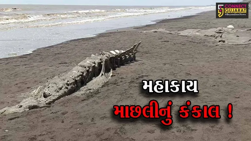 વલસાડ: દરિયામાંથી મહાકાય માછલીનું કંકાલ મળી આવ્યુ, લોકોમાં ભારે કુતૂહલ