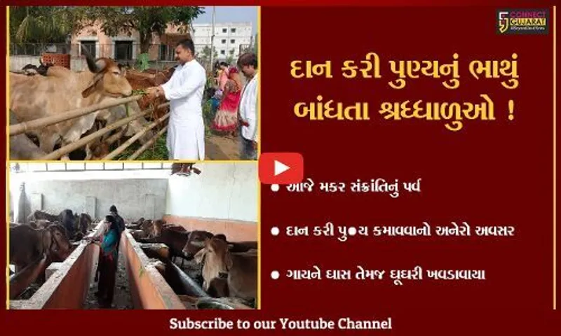 ભરૂચ: મકર સંક્રાંતિ પર્વ પર ગાય માતાને ઘાસ તેમજ ઘૂઘરી ખવડાવી પુણ્યનું ભાથુ બાંધતા શ્રધ્ધાળુઓ