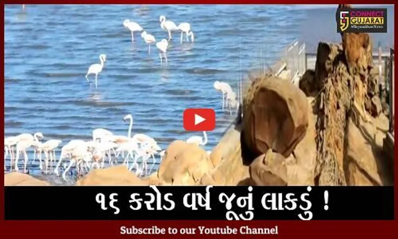 કચ્છ: ધોળાવીરામાં 16 કરોડ વર્ષ જૂનું Jurassic Fossil Wood મળી આવ્યું