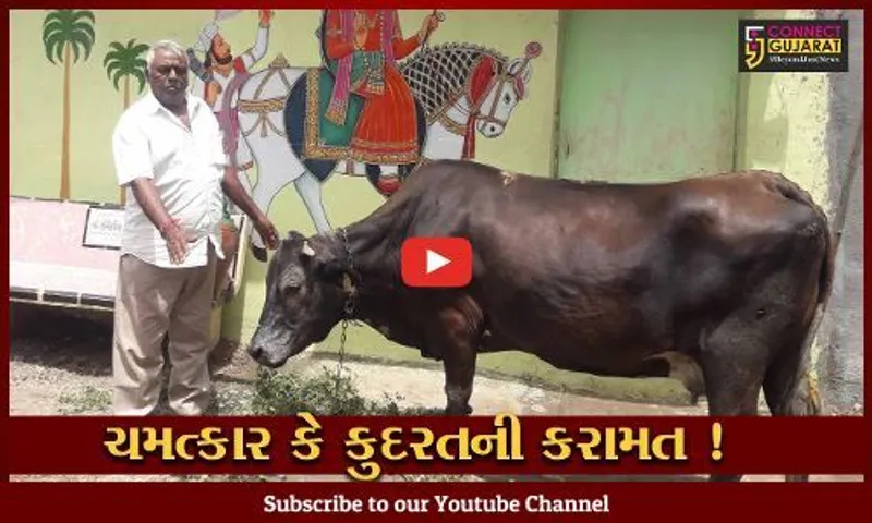 સુરેન્દ્રનગર: લીંબડીનો આશ્ચર્યજનક કિસ્સો, 11 વર્ષથી વગર વિહાયે ગાય દિવસનું 6 લીટર દૂધ આપે છે