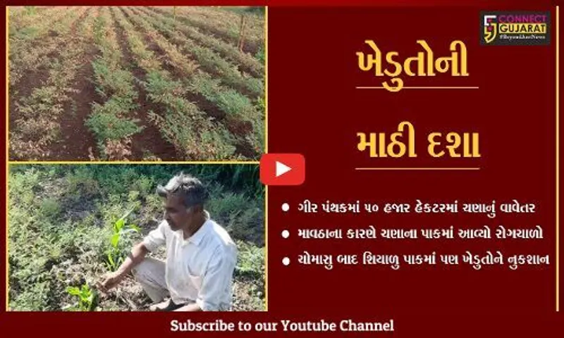 સોમનાથ : ગીર પંથકમાં માવઠાનો માર, ચણાના ઉત્પાદનમાં 50 ટકાનો ઘટાડો