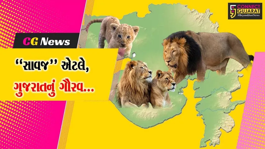 ગુજરાતનું ગૌરવ “સાવજ” : આજે વિશ્વ સિંહ દિવસ એટલે, જંગલના રાજા સિંહને ઓળખવાનો દિવસ...
