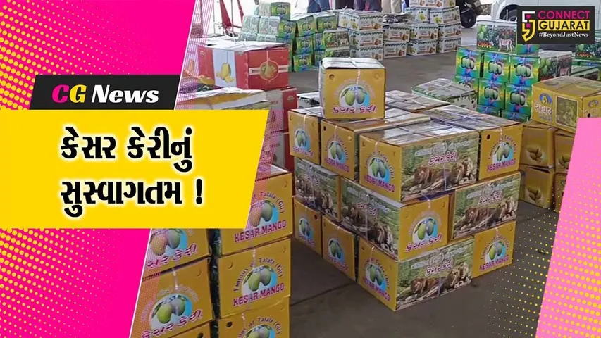 ગીરસોમનાથ: તલાલામાં કેસર કેરીનું કરાયુ મુર્હુત, આટલા રૂપિયામાં થયો પહેલો સોદો