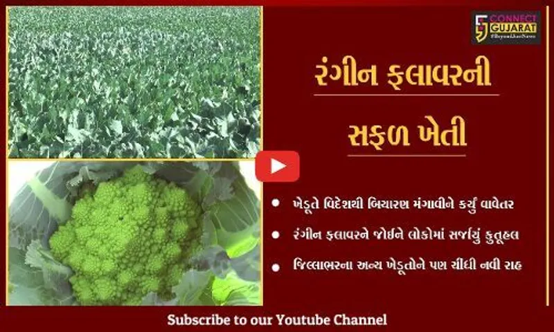 સાબરકાંઠા : પ્રાંતિજના વિદેશી રંગીન ફલાવરની માંગમાં વધારો, તો શંખ આકારનું ફલાવર સ્વાદમાં મીઠુ...