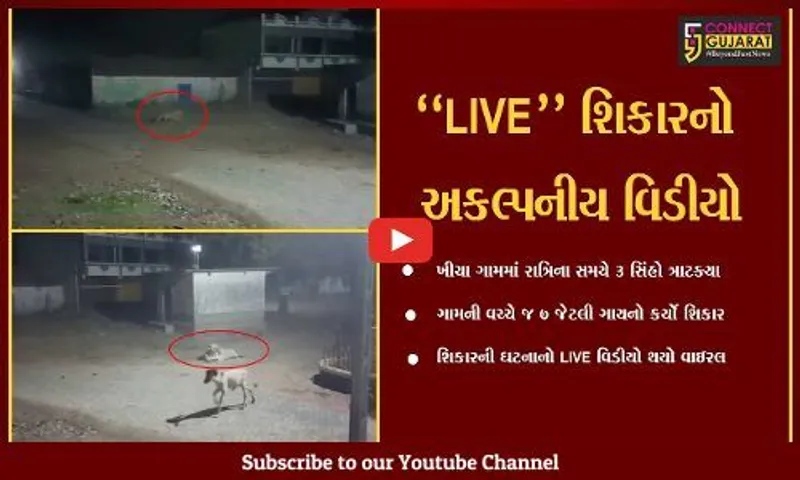 અમરેલી : 3 સિંહોએ કર્યો 7 ગાયનો શિકાર, જુઓ ગાય ઉપર સિંહની તરાપનો "LIVE" વિડીયો