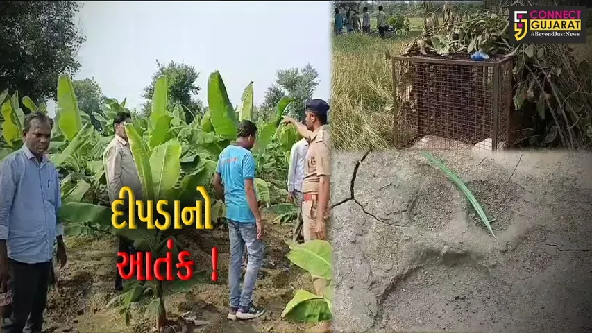 અંકલેશ્વર: નર્મદા કાંઠા વિસ્તારના ગામોમાં દીપડાનો ભય, વન વિભાગ દ્વારા સાત પાંજરા ગોઠવાયા