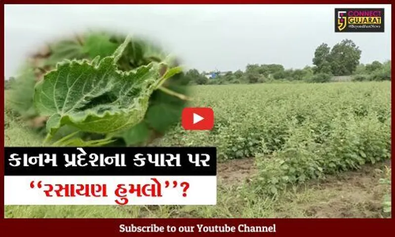 ભરૂચ: કાનમ પ્રદેશના કપાસ પર રસાયણ હુમલો ? હજારો હેક્ટર જમીનમાં કપાસના પાકને ગંભીર અસર