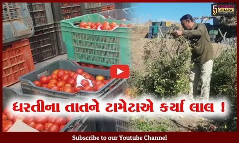 અમરેલી: ખેડૂતો પાસેથી વેપારીઓ માત્ર 2 રૂપિયાના ભાવે કિલો ટામેટા લઈ રહ્યા છે, તમને કેટલામાં મળે છે?