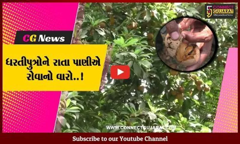 નવસારી : અમલસાડી ચીકુના સ્વાદ રસિયાઓને માવઠાએ આપ્યા માઠા સમાચાર..!
