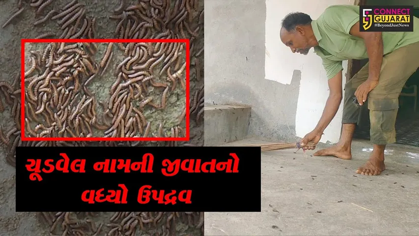 અરવલ્લી: ફિલ્મોમાં જોવા મળે એ પ્રકારની જીવાતોએ સ્થાનિકોનું જીવન મુશ્કેલ કર્યું,જુઓ શું છે મામલો