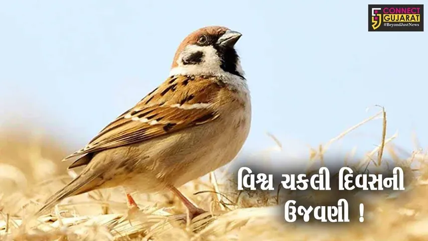 ભરૂચ: લુપ્ત થતી ચકલીને બચાવવા વિનામૂલ્યે પાણીના કુંડાનું કરાયુ વિતરણ