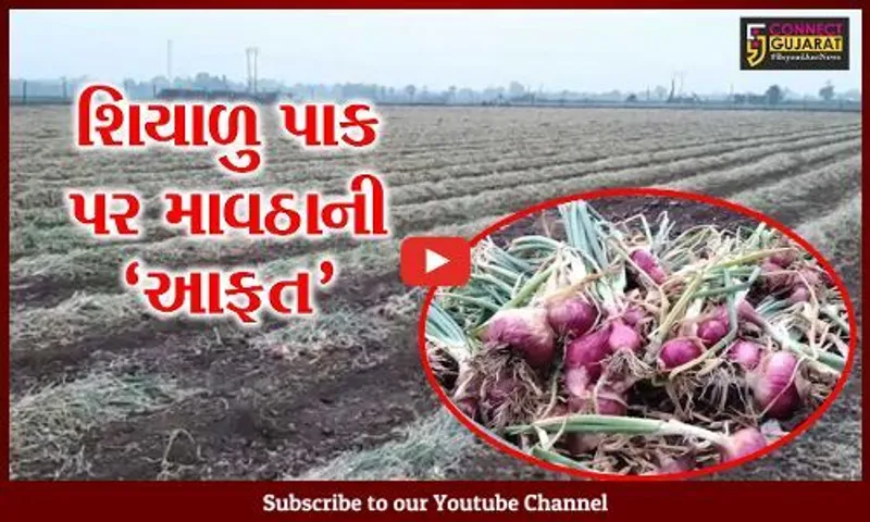 અમરેલી : કાળી મહેનતની કમાણી પર કમોસમી વરસાદનો કહેર, ખેડૂતોએ કરી સહાયની માંગ.