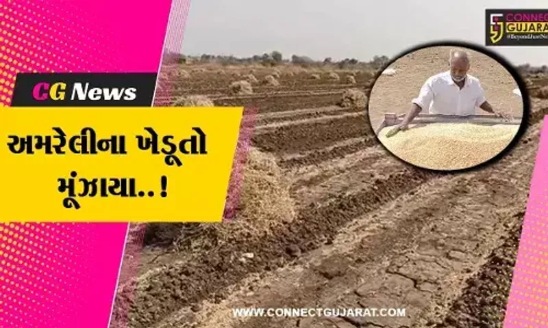 અમરેલી : વરસાદની આગાહી વચ્ચે ખેત પેદાશોને સલામત સ્થળે ખસેડવાની ખેડૂતોને ફરજ પડી...