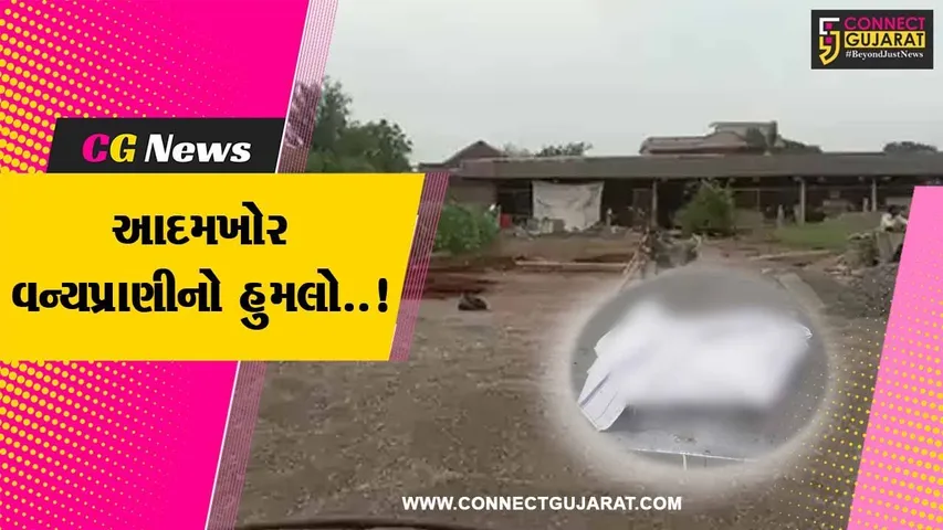 અમરેલી : હાલરીયા ગામે વન્યપ્રાણીએ 5 વર્ષીય બાળકીને ફાડી કાઢી, વન વિભાગ આવ્યું હરકતમાં...