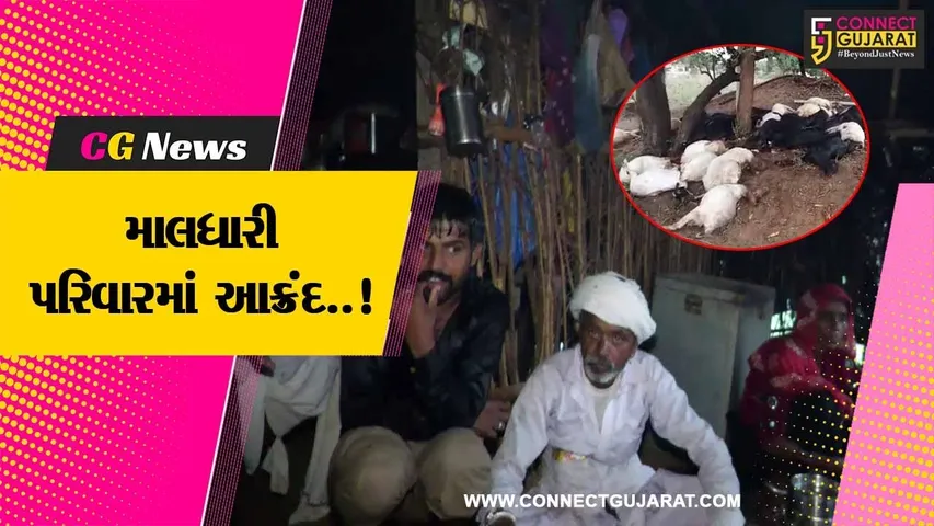 અરવલ્લી : વીજળી પડતા 34 ઘેટા-બકરાના મોત, માલધારી પરિવારમાં આક્રંદ...