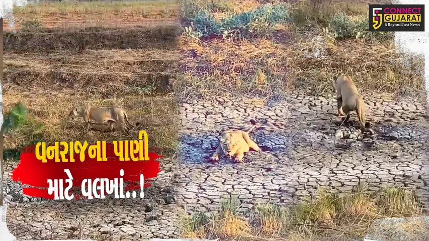 અમરેલી : કાળઝાળ ગરમીમાં પાણીથી વંચિત વનરાજના વલખાં, દયનીય વિડિયો સામે આવતા સિંહપ્રેમીઓમાં નારાજગી..