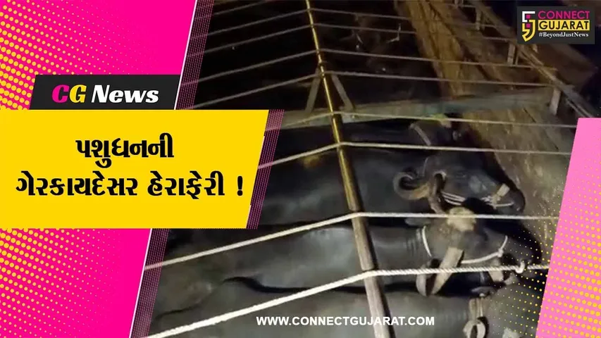 ભરૂચ: અંકલેશ્વર-વાલિયા રોડ પરથી મહારાષ્ટ્રમાં લઈ જવાતી 15 ભેંસો ભરેલ ટ્રક સાથે બે આરોપીની અટકાયત