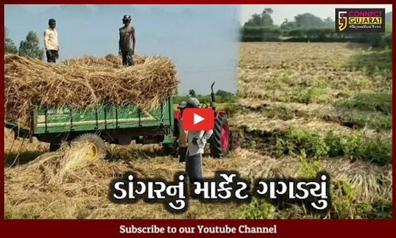 નવસારી : સરકારની ખેડૂત વિરોધી નીતિથી ડાંગર પકવતા ધરતીપુત્રોમાં નિરાશા..!