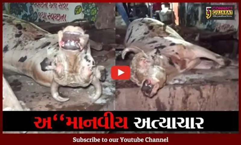 વલસાડ : નગરપાલિકા કચેરીના ગેટની બહાર ટેમ્પામાં કણસતો રહયો આખલો, ગૌસેવકો આવ્યાં મદદે