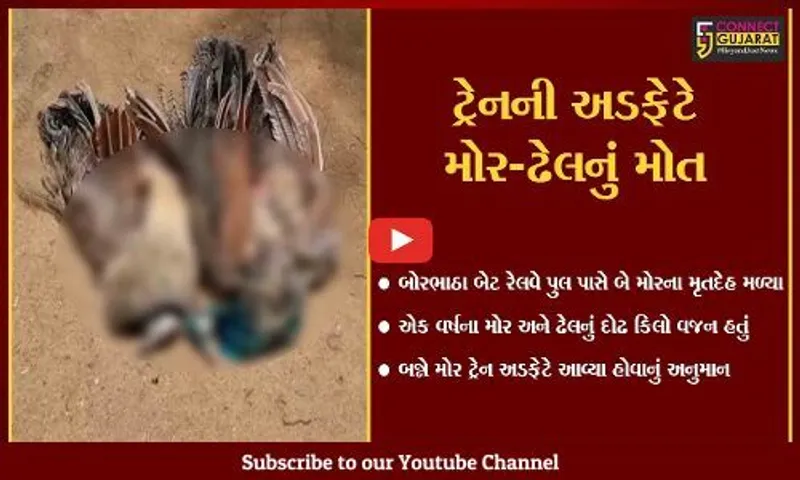 અંકલેશ્વર બોરભાઠા બેટ રેલવે ટ્રેક પરથી મોર અને ઢેલના મૃતદેહ મળી આવ્યા,વન વિભાગ દોડતું થયું