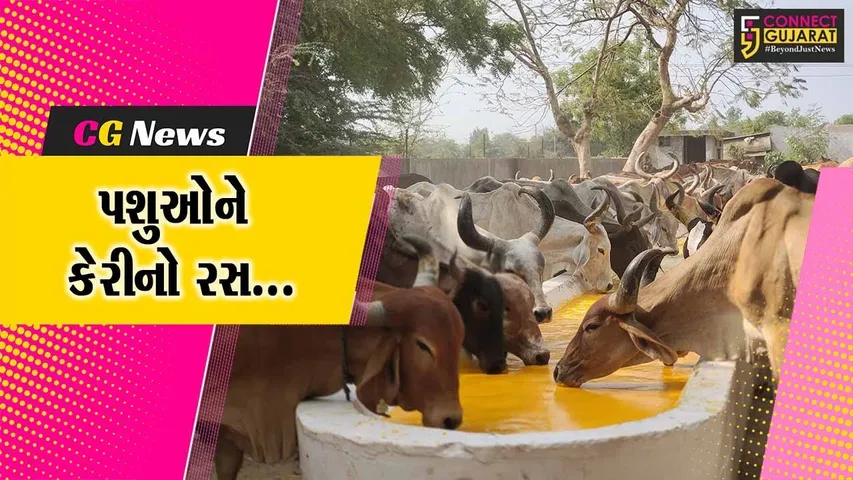 વડોદરા : કરજણના પાંજરાપોળમાં પશુઓને શ્રવણ સેવા ફાઉન્ડેશન દ્વારા રસ પીરસાયો, ગાયોના મોઢા પર સુખદ હાવભાવ જોવા મળ્યો