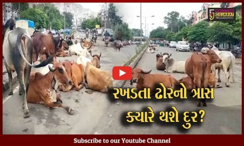 અંકલેશ્વર: GIDCના રહેણાંક વિસ્તારોમાં રખડતા ઢોરનો ત્રાસ,અકસ્માતના પ્રમાણમાં વધારો
