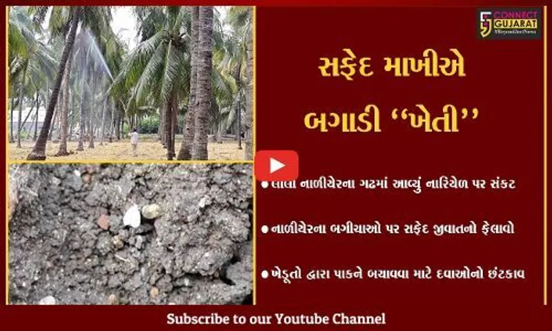 ગીર સોમનાથ : લીલા નાળીયેરના ગઢમાં આવ્યું નારિયેળના પાક પર જ સંકટ, જુઓ શું કહ્યું ખેડૂતોએ !