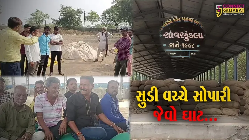 અમરેલી : સાવરકુંડલા APMCમાં વેપારીઓની વીજળીક હડતાળના પગલે ખેડૂતો સહિત શ્રમિકોની કફોડી સ્થિતિ...