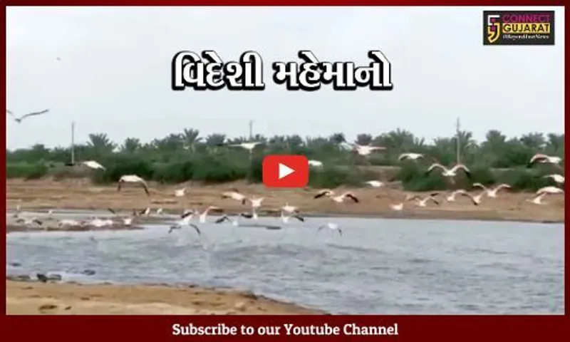 કચ્છ : રાપરના તળાવમાં સુરખાબ પક્ષીઓનું આગમન, સાઇબીરીયાથી આવે છે પક્ષીઓ