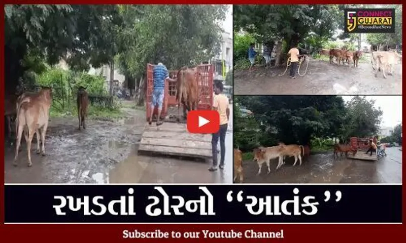 ભરૂચ : રખડતાં પશુઓનો મુખ્યમાર્ગો પર અડિંગો, કામધેનુ ગૌરક્ષા સમિતિને સોંપાઈ ઢોર પકડવાની કામગીરી