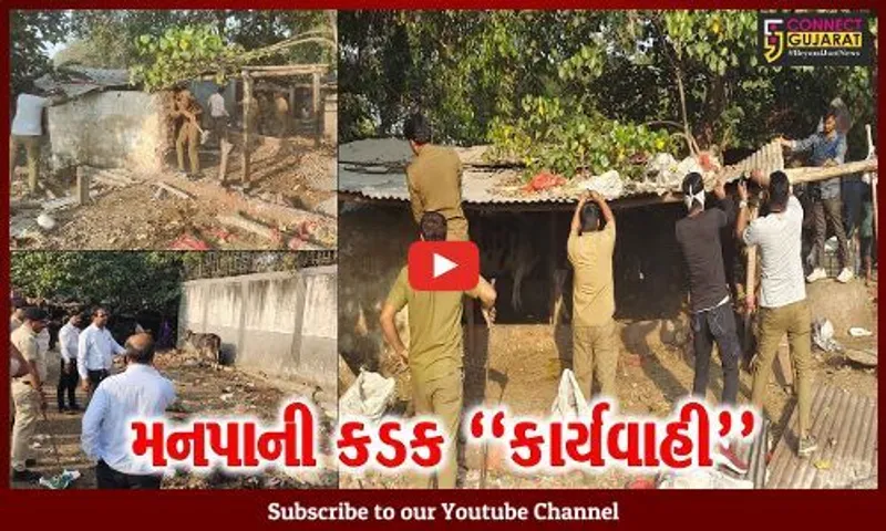 સુરત : કોર્ટના આદેશ બાદ પાલિકા આવી એક્શનમાં, ગેરકાયદે તબેલાઓ હટાવી ઢોરને પાંજરે પુરાયા