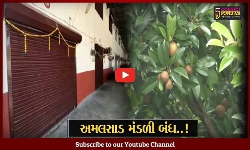 નવસારી : અમલસાડી ચીકુના પાકમાં આવી "ખરણ", ઉત્પાદન ઓછું થવાથી આર્થિક નુકશાની વેઠવાનો ખેડૂતોને વારો
