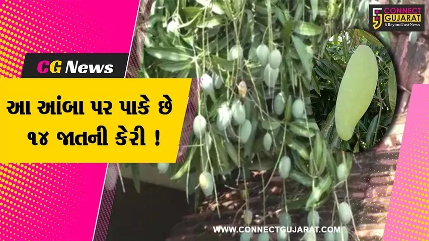 અમરેલી:એક જ આંબા પર પાકે છે અલગ અલગ 14 જાતની કેરી,કૃષિ વૈજ્ઞાનિકો પણ અચંબામાં