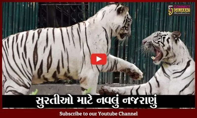 સુરત : સરથાણા પ્રાણી સંગ્રહાલયમાં સફેદ વાઘ-વાઘણની જોડી બન્યા આકર્ષણનું કેન્દ્ર..!