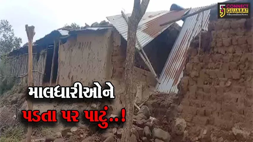 અમરેલી : વાવાઝોડાના કારણે માલધારીઓના નેસડાઓમાં મોટું નુકશાન, સર્વે-સહાયની માંગ ઉઠી..!