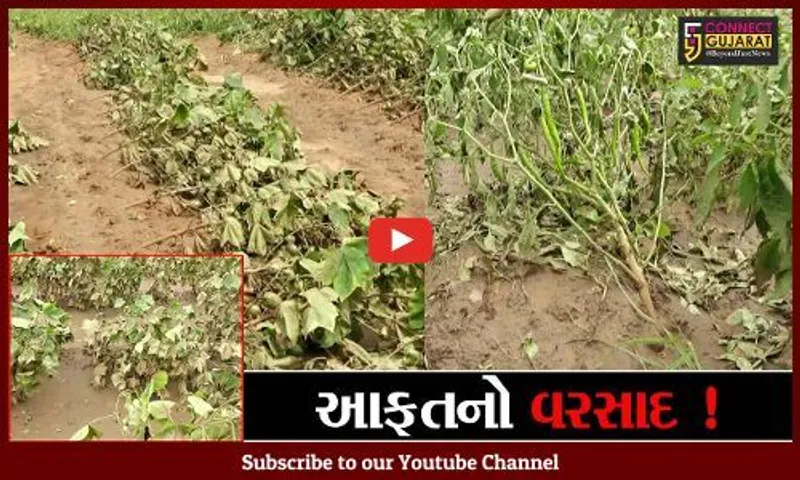 છોટાઉદેપુર: ભારે વરસાદના કારણે ખેતીના પાકને નુકશાન, ભૂમિપુત્રો ચિંતાતુર