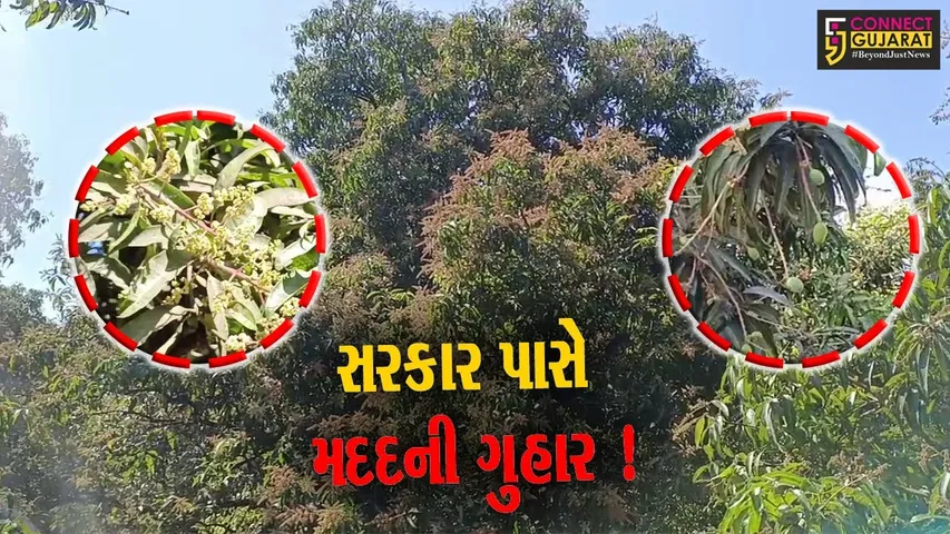 ગીરસોમનાથ: કેસર કેરીના પાકને બચાવવા ખેડૂતોએ સરકાર પાસે લગાવી મદદની ગુહાર,જુઓ શું કરી માંગ