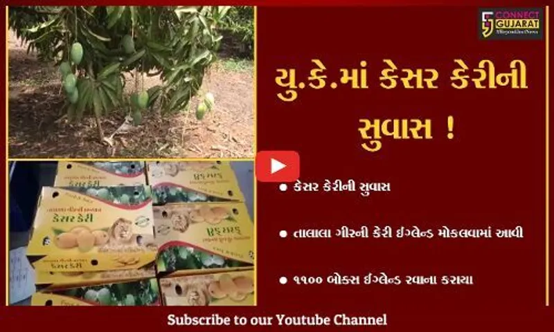 ગીર સોમનાથ: તાલાલા ગીર પંથકની ખુશ્બુદાર કેસર કેરીની યુ.કે.ની બજારમાં ખુશ્બુ પ્રસરી