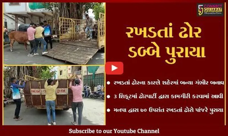 વડોદરા : રખડતાં ઢોરના કારણે ઉપરાછાપરી અકસ્માતો બાદ મનપા હરકતમાં આવી, 70થી વધુ ઢોરોને પકડ્યા...