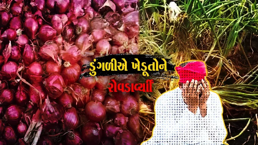 ગરીબોની કસ્તુરી ગણાતી ડુંગળી : સારા ભાવોથી પ્રેરાઇ અમરેલી જિલ્લાના ખેડૂતોએ વાવેતર તો કર્યું, પણ..!