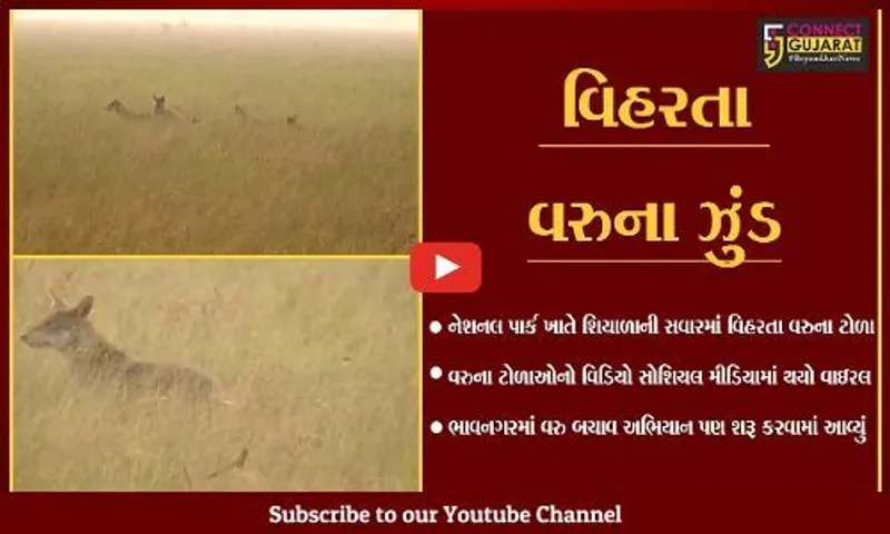 ભાવનગર : શિયાળાની સવારમાં વિહરતા વરુના ઝુંડનો વિડિયો થયો વાઇરલ, તમે પણ જુઓ...